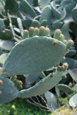 Güneş ışığında kalın yapraklarda yetişen olgunlaşmamış opuntia kaktüs meyvesi