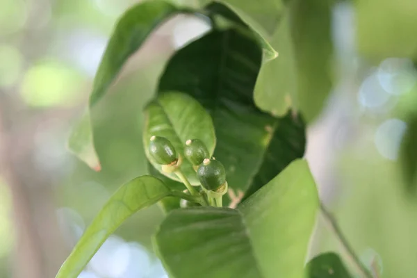Ακραία Κοντά Τρία Πράσινα Μικρά Πορτοκάλια Που Μεγαλώνουν Από Μπουμπούκια — Φωτογραφία Αρχείου
