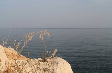Olgun yulaf kulakları ve güneşli bir günde Akdeniz 'in önünde büyük bir beyaz kaya üzerinde büyüyen yaban çiçekleri