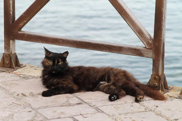 Gato Negro Callejero Tendido Sendero Piedra Frente Mar Paseo Marítimo — Foto de Stock