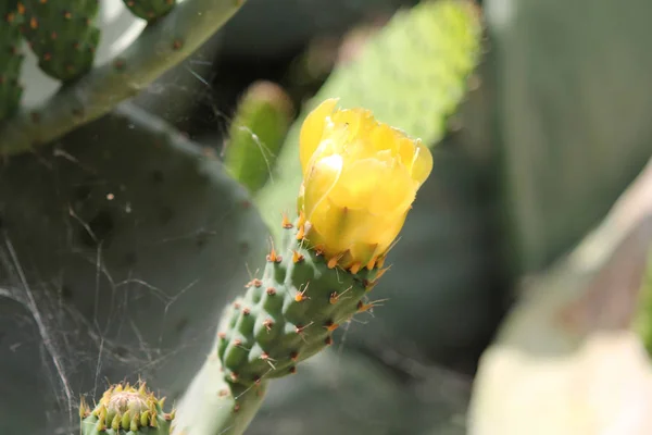 Close Fruto Cacto Opuntia Não Maduro Com Flor Amarela Luz — Fotografia de Stock