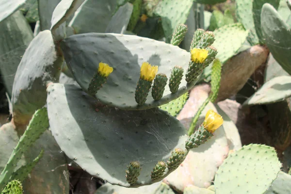 Fruto Cactus Opuntia Inmaduro Con Flores Amarillas Que Crecen Sobre — Foto de Stock