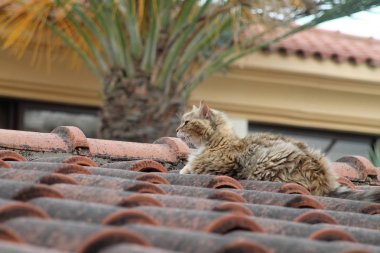 Kahverengi karo çatı üzerinde oturan kabarık bir tekir kedi profili