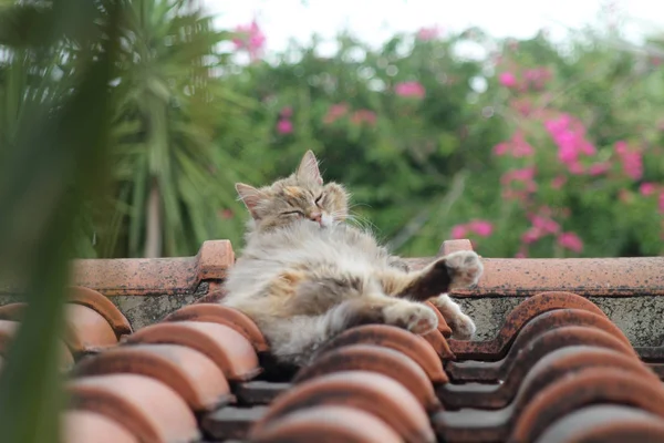 Retrato Gato Pestañas Esponjoso Acostado Perezosamente Una Azotea Azulejos Marrones — Foto de Stock