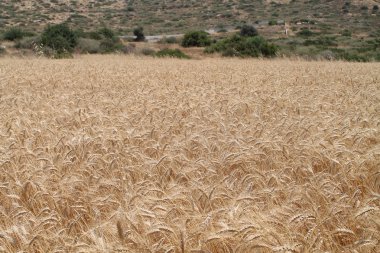 Kıbrıs'ta güneşli bir yaz gününde düşük yeşil bir tepeönünde olgun sarı buğday Tarlası