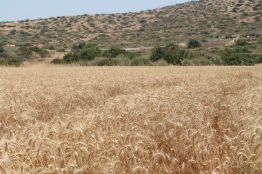 Kıbrıs'ta güneşli bir yaz gününde alçak bir tepe ve mavi gökyüzü önünde olgun sarı buğday bir alan panoramik görünümü