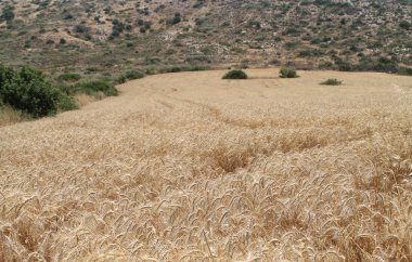 Kıbrıs'ta güneşli bir yaz gününde düşük yeşil bir tepeönünde olgun sarı buğday Tarlası