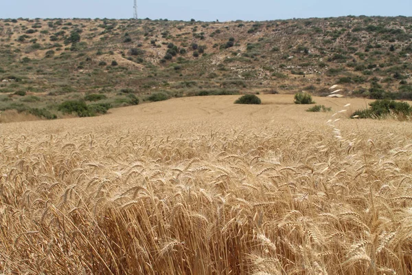 Kıbrıs Güneşli Bir Yaz Gününde Alçak Bir Tepe Mavi Gökyüzü — Stok fotoğraf