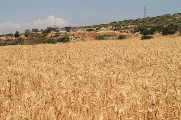 Vista Panorámica Campo Trigo Amarillo Maduro Frente Una Colina Baja — Foto de Stock