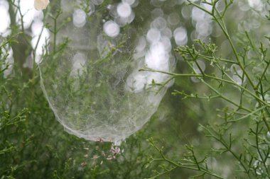 Yeşil sedir ağacı dalları arasında parlayan yuvarlak ışık lekeleri ile gri örümcek ağı yakın çekim