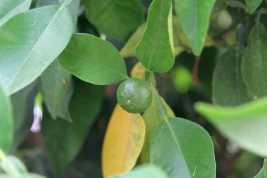 Yeşil ve sarı yaprakları arasında bir ağaçta büyüyen küçük bir olgunlaşmamış yeşil turuncu meyve yakın çekim