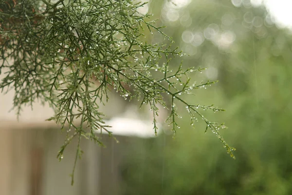 Close-up of the green cedar tree twigs in the rain with small drops of water and round light spots