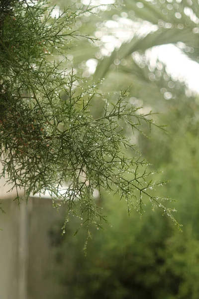 Close-up of the green cedar tree twigs in the rain with small drops of water and round light spots