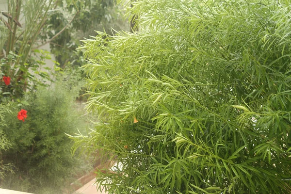 夏季大雨期间 花园里湿绿灌木叶子的特写 — 图库照片