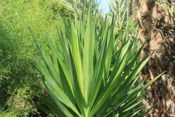 Gros Plan Des Feuilles Palmier Vert Avec Petites Gouttes Eau — Photo