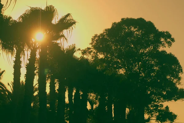 Sol Amarillo Brillante Entre Palmeras Verdes Oscuras Frente Cielo Colorido — Foto de Stock