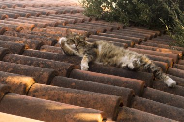 Gün batımında kahverengi kiremitli bir çatı üzerinde tembel yatan kabarık tekir kedi