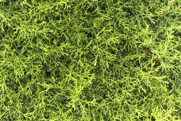 Güneşli bir günde yeşil bir sedir ağacı çityakın çekim