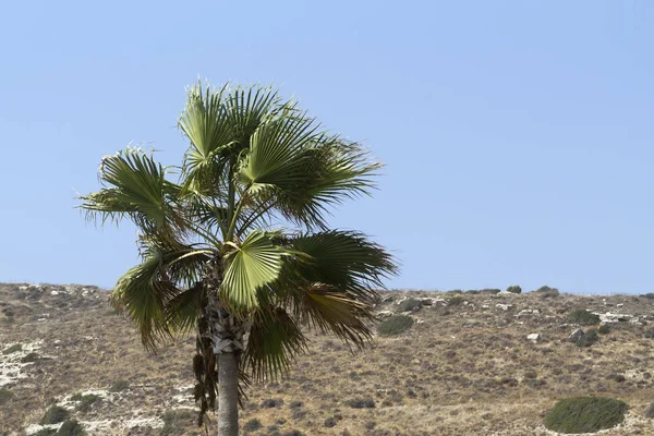 Palmera Alta Viento Frente Una Ladera Montaña Arbustiva Cielo Azul — Foto de Stock