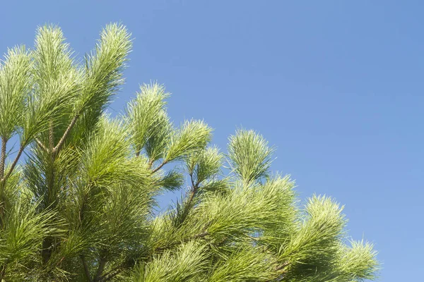 Close White Pine Tree Branches Long Soft Green Needles Front — Stock Photo, Image