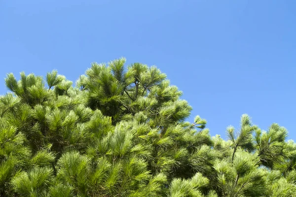 Close White Pine Tree Branches Long Soft Green Needles Front — Stock Photo, Image