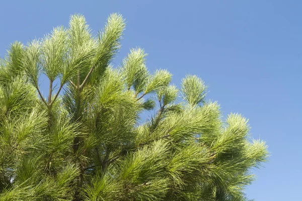 Gros Plan Des Branches Pin Blanc Avec Longues Aiguilles Vert — Photo