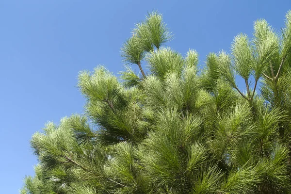 Közeli Fel Fehér Fenyőfa Ágak Hosszú Lágy Zöld Előtt Tiszta — Stock Fotó