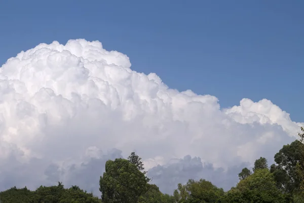 White and gray puffy clouds in the bright blue sky above the green tree crowns