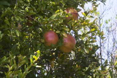 Güneşli bir sonbahar gününde yeşil ve sarı yaprakların arasında yetişen olgun kırmızı narların yakın çekimi.