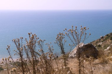 Kuru devedikeni çiçekleri dağlarda yetişiyor mavi denizin önünde yumuşak güneş ışığında
