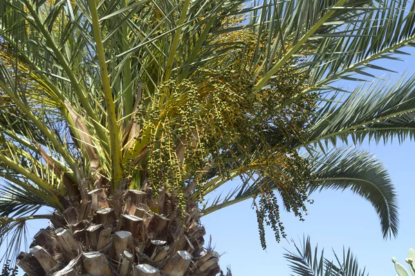 Primer Plano Una Palmera Con Las Dátiles Verdes Inmaduras Frente — Foto de Stock