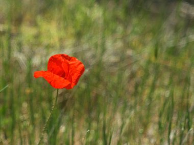 Single red poppy flower among the blurred green grass blowing in the wind