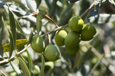 Close-up of an olive tree branch with big green olives in sunlight