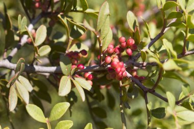Close-up of a tree branch with small red berries among green leaves in sunlight