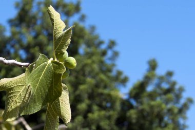 Close-up of a fig tree twig with the big leaves and three unripe fruit in front of a blurred green foliage and the clear blue sky