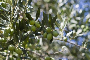Close-up of several big green olives on the tree branches in sunlight