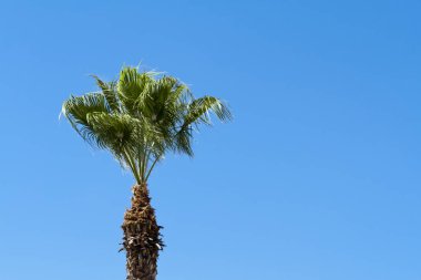 Rüzgarda savrulan yeşil yapraklı palmiye ağacı açık mavi gökyüzünün önünde