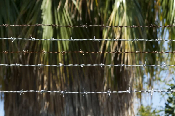Närbild Taggtråden Ett Staket Framför Suddig Palm — Stockfoto