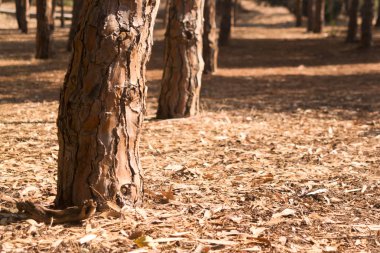 Güneşli bir sonbahar gününde çam ağaçlarının gövdeleri arasında kurumuş yaprakları olan boş bir orman patikasının manzarası.