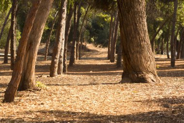 Gün ışığında okaliptüs ve çam ağaçlarının arasında kurumuş yaprakların olduğu boş bir orman sokağı manzarası