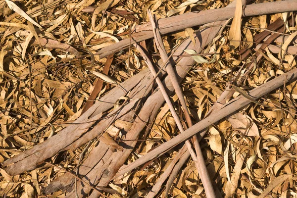 Close Van Droog Gevallen Lichtbruine Eucaliptus Bladeren Krullende Oude Boomschors — Stockfoto