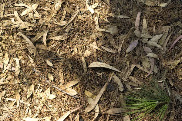 在树阴和阳光下躺在地上的淡褐色桉树叶和松针的特写 — 图库照片
