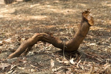 Büyük kahverengi bir okaliptüs ağacının kökü orman zemininde sürünen dev bir solucana benziyor.