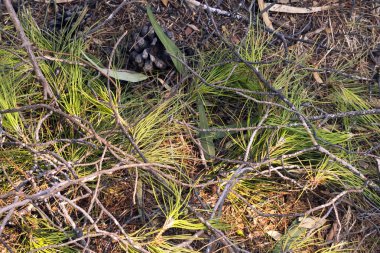 Çam ormanının zemininde kurumuş kahverengi ve hala taze yeşil çam iğneleri, ince çubuklar, yapraklar ve güneş ışığında küçük çam kozalakları var.