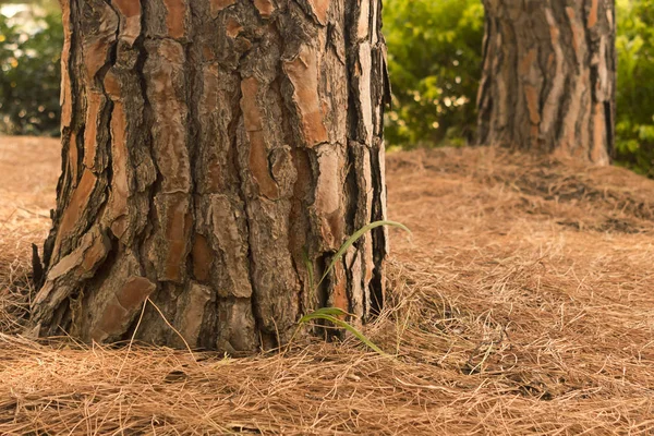 Nahaufnahme Eines Kiefernstammes Der Auf Einem Waldboden Wächst Der Mit — Stockfoto