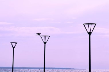 Arka arkaya üç sokak lambası ve açık pembe gökyüzünün ve parlak mavi denizin önündeki deniz kenarında siyah bir kuş. 