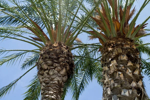 Primer Plano Dos Palmeras Frente Cielo Azul — Foto de Stock