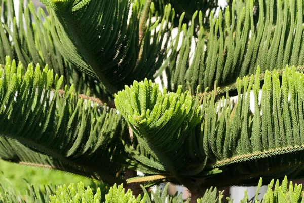 诺福克岛松 Araucaria Heterophylla 分枝用松软绿针的特写 — 图库照片