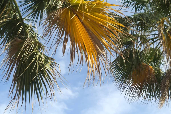 Hojas Palma Verde Amarilla Soplando Viento Frente Cielo — Foto de Stock