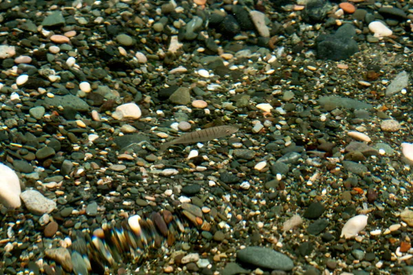 Achtergrond Van Transparant Zeewater Met Een Kleine Vis Veelkleurige Stenen — Stockfoto